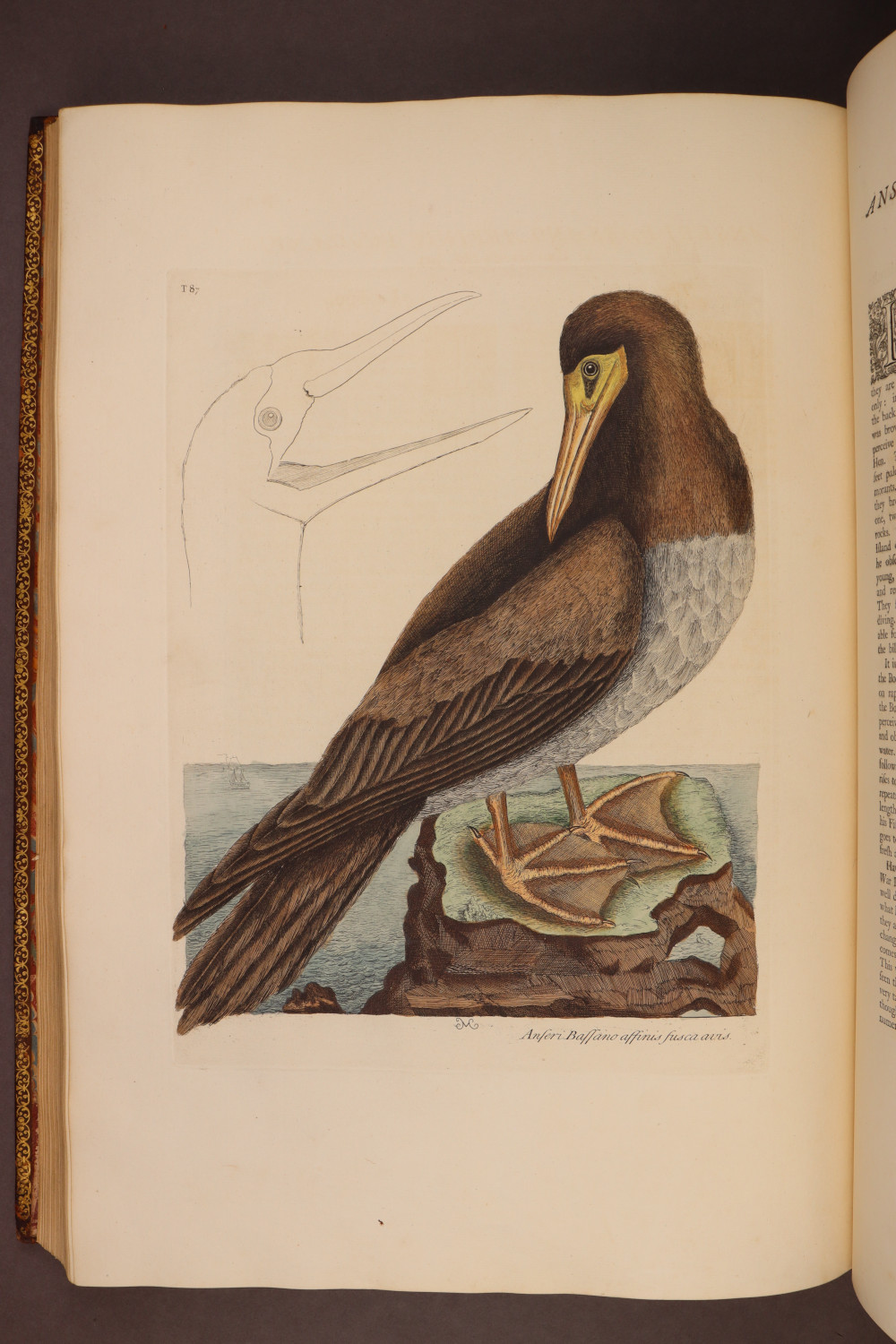 Plate 87